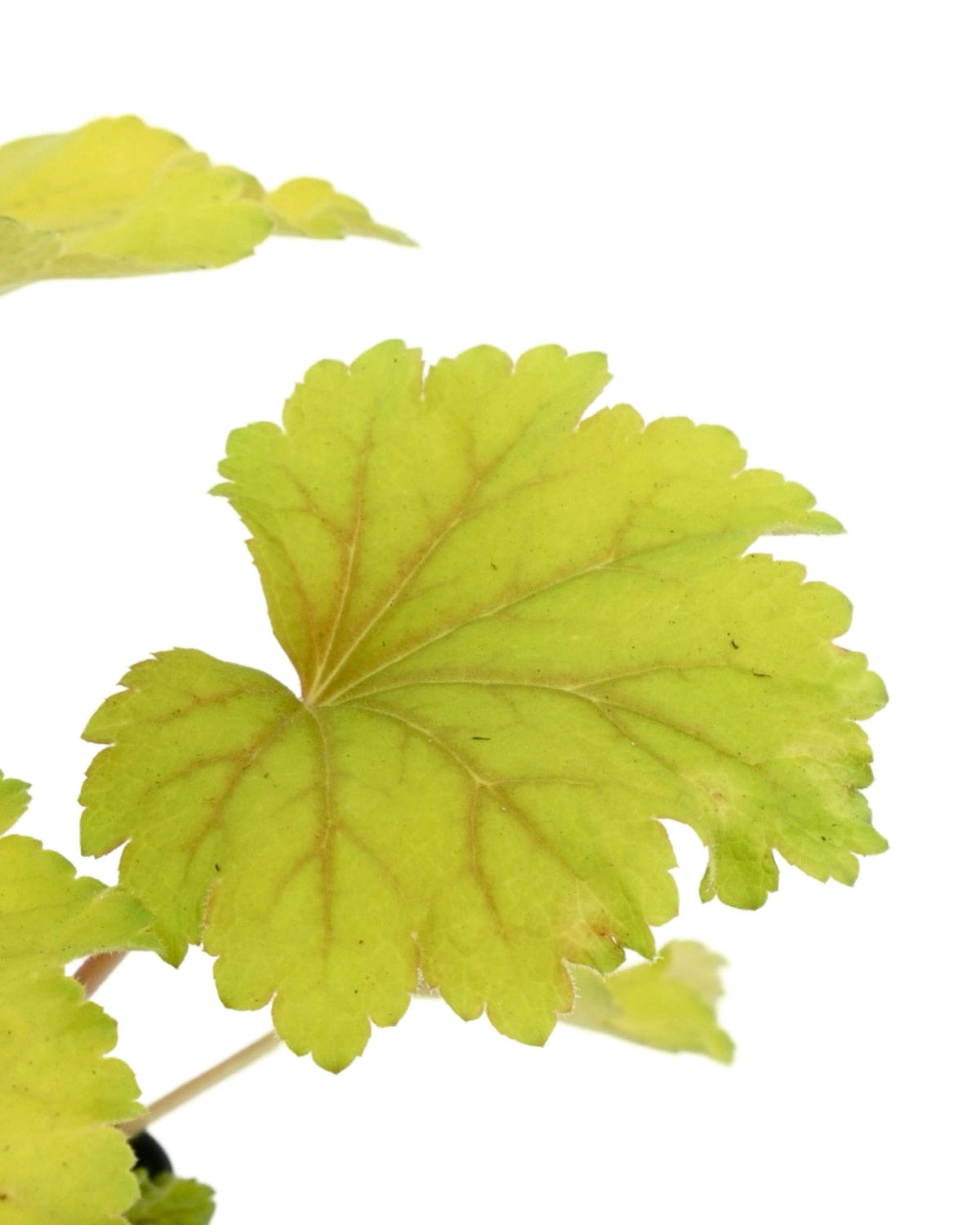 Heuchera 'Electra' - Perennials