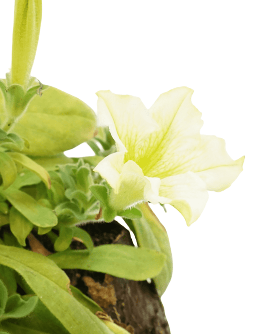 Petunia 'Surfinia Lime' - The Garden Corner