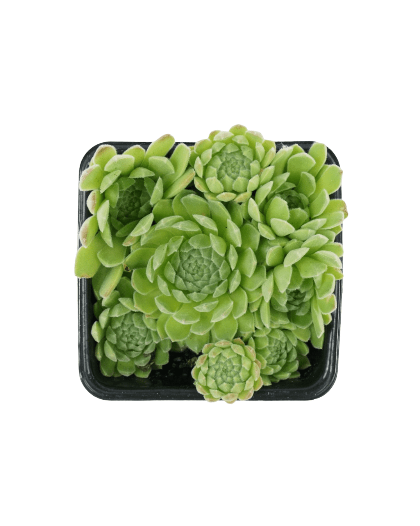 Sempervivum 'Soft Line' - The Garden Corner