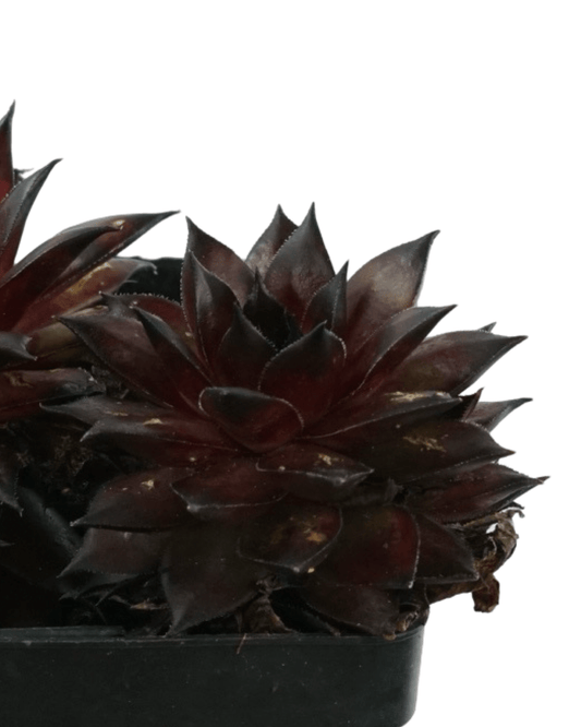 Sempervivum 'Dynamo' - The Garden Corner
