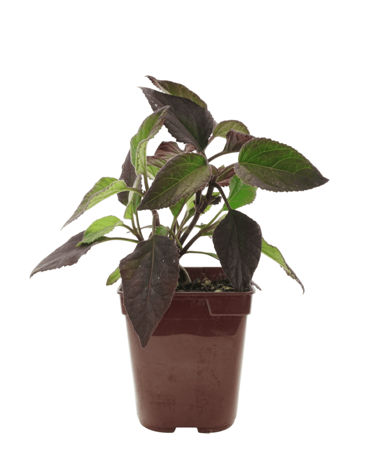 Bartlettina sordida (Eupatorium sordida) - Perennials