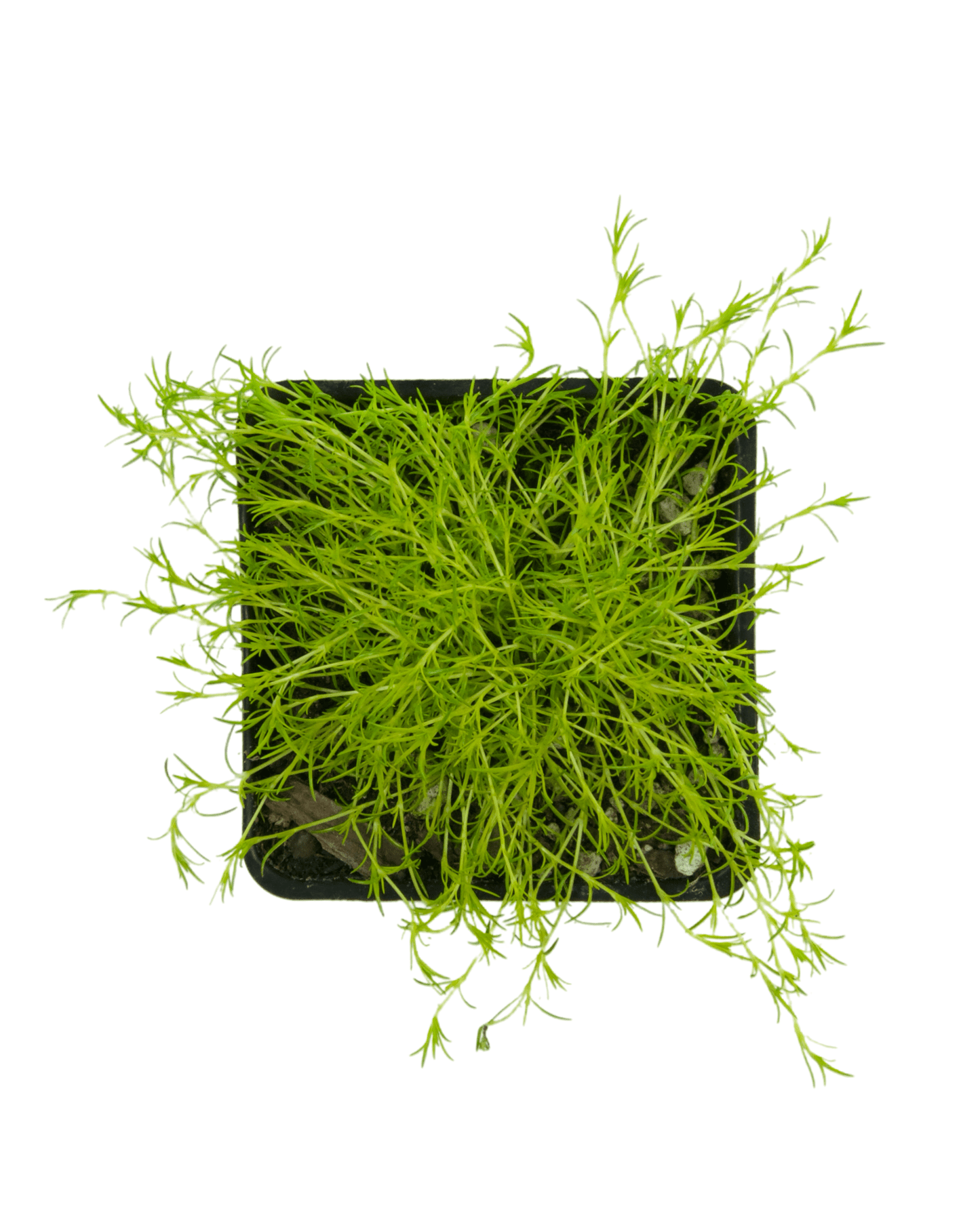 Sagina subulata 'Aurea' - The Garden Corner