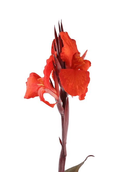 Canna 'Red Velvet' - The Garden Corner