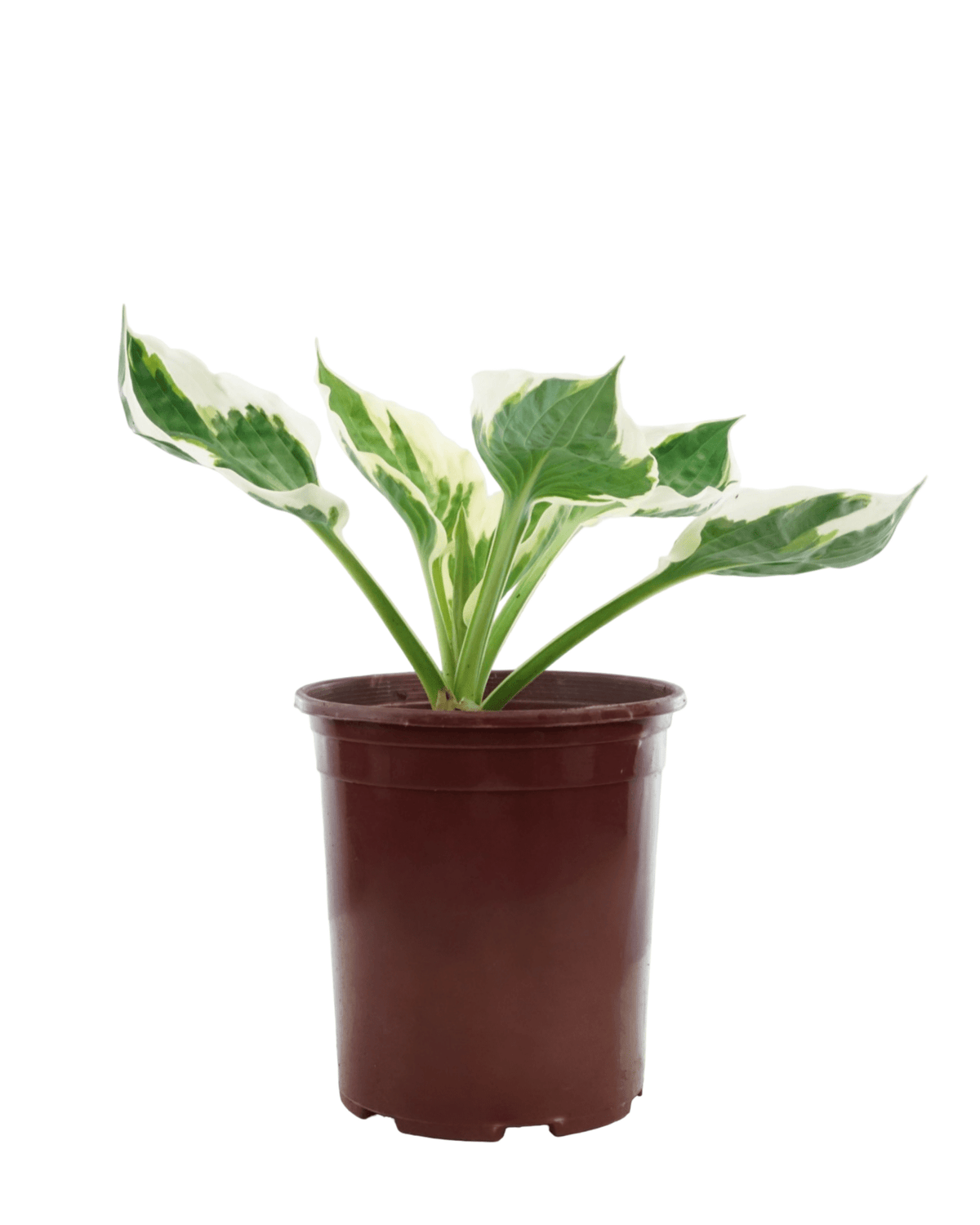 Hosta 'Patriot' - Perennials