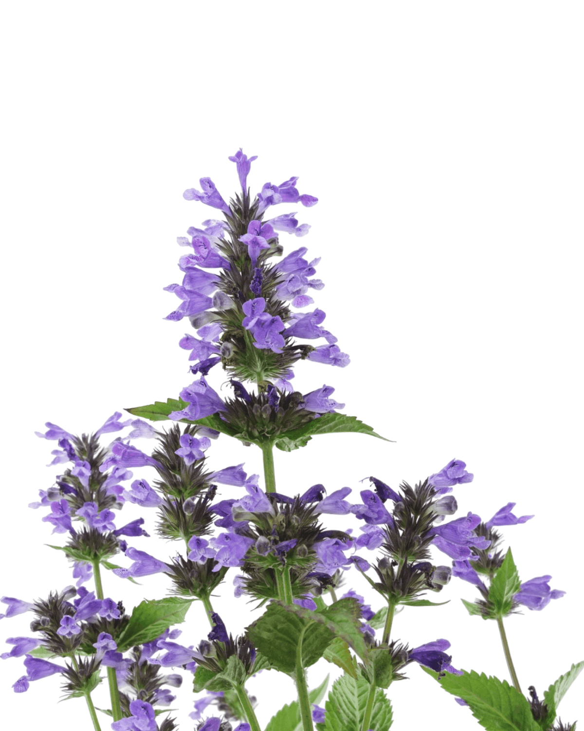 Nepeta kubanica 'Neptune' - Perennials