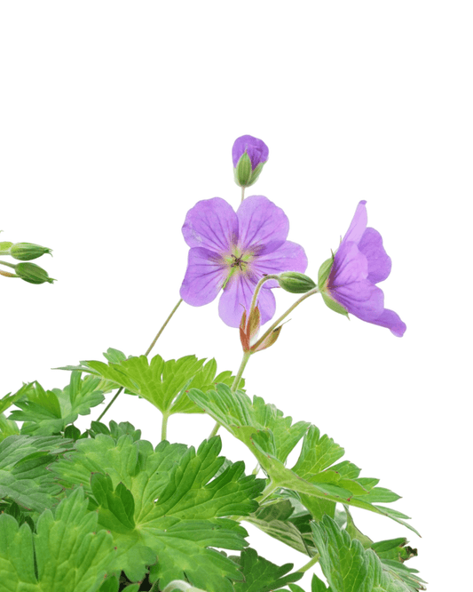 Geranium 'Rozanne' - The Garden Corner