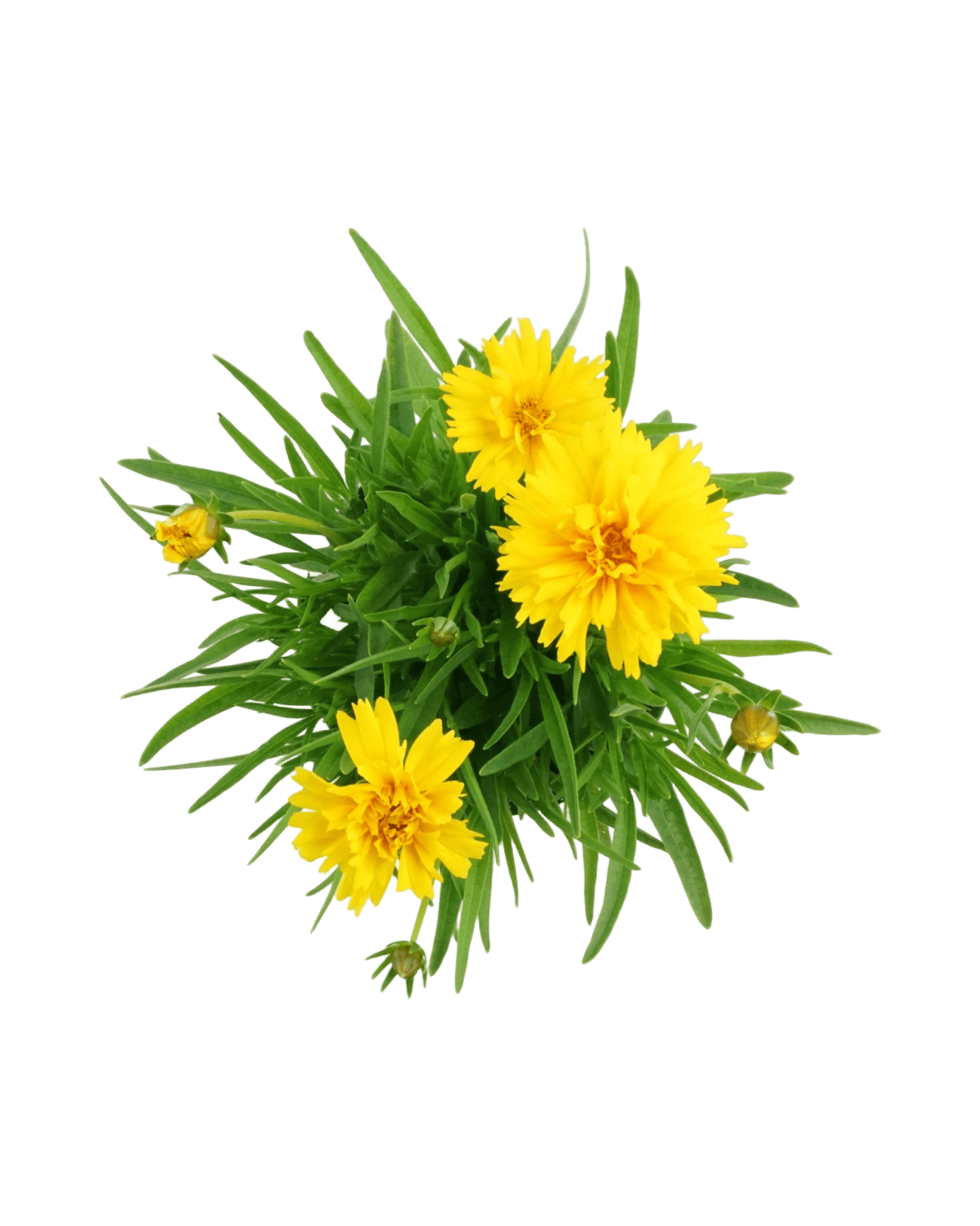 Coreopsis 'Double the Sun' - The Garden Corner