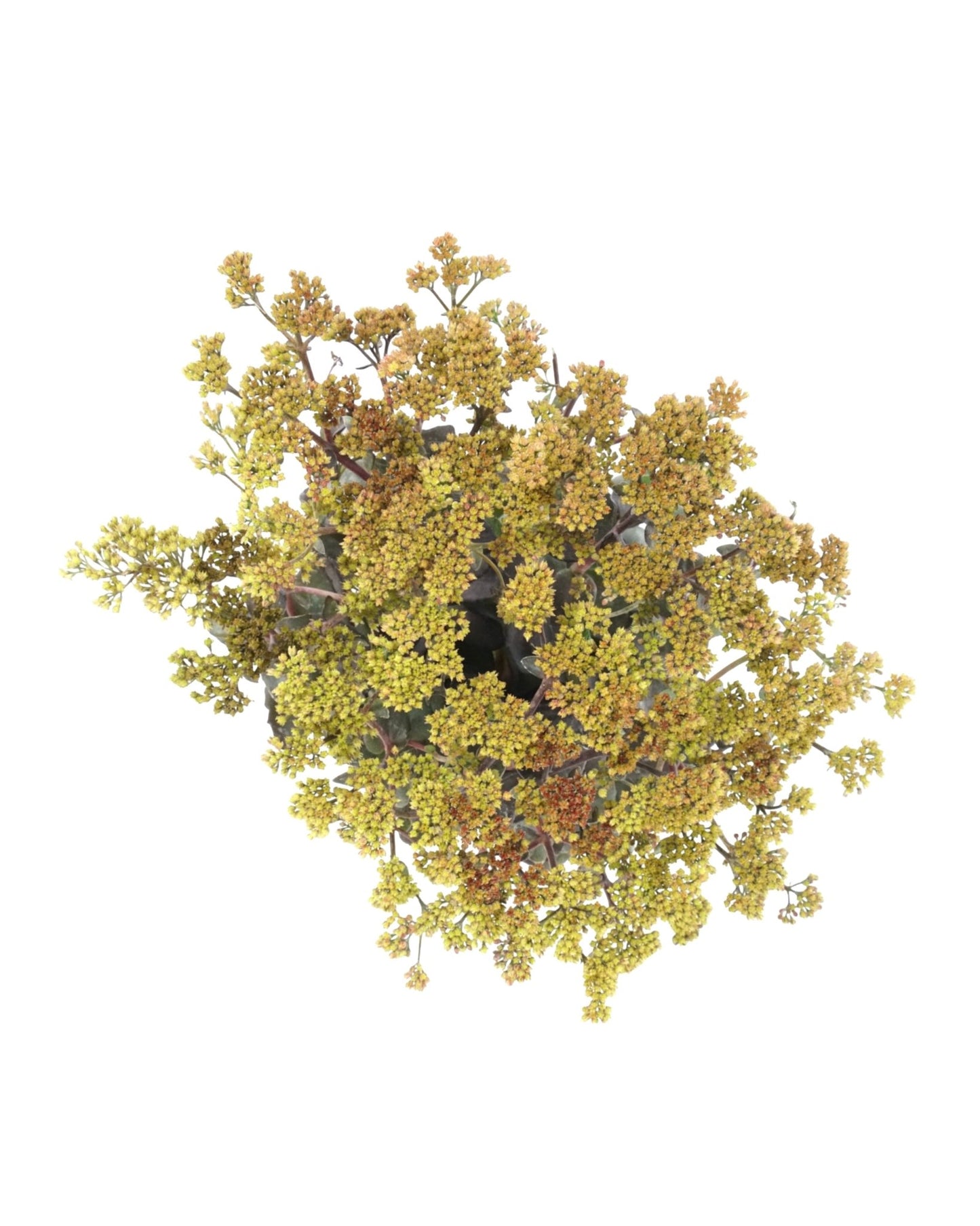 Sedum 'Conga Line' - The Garden Corner