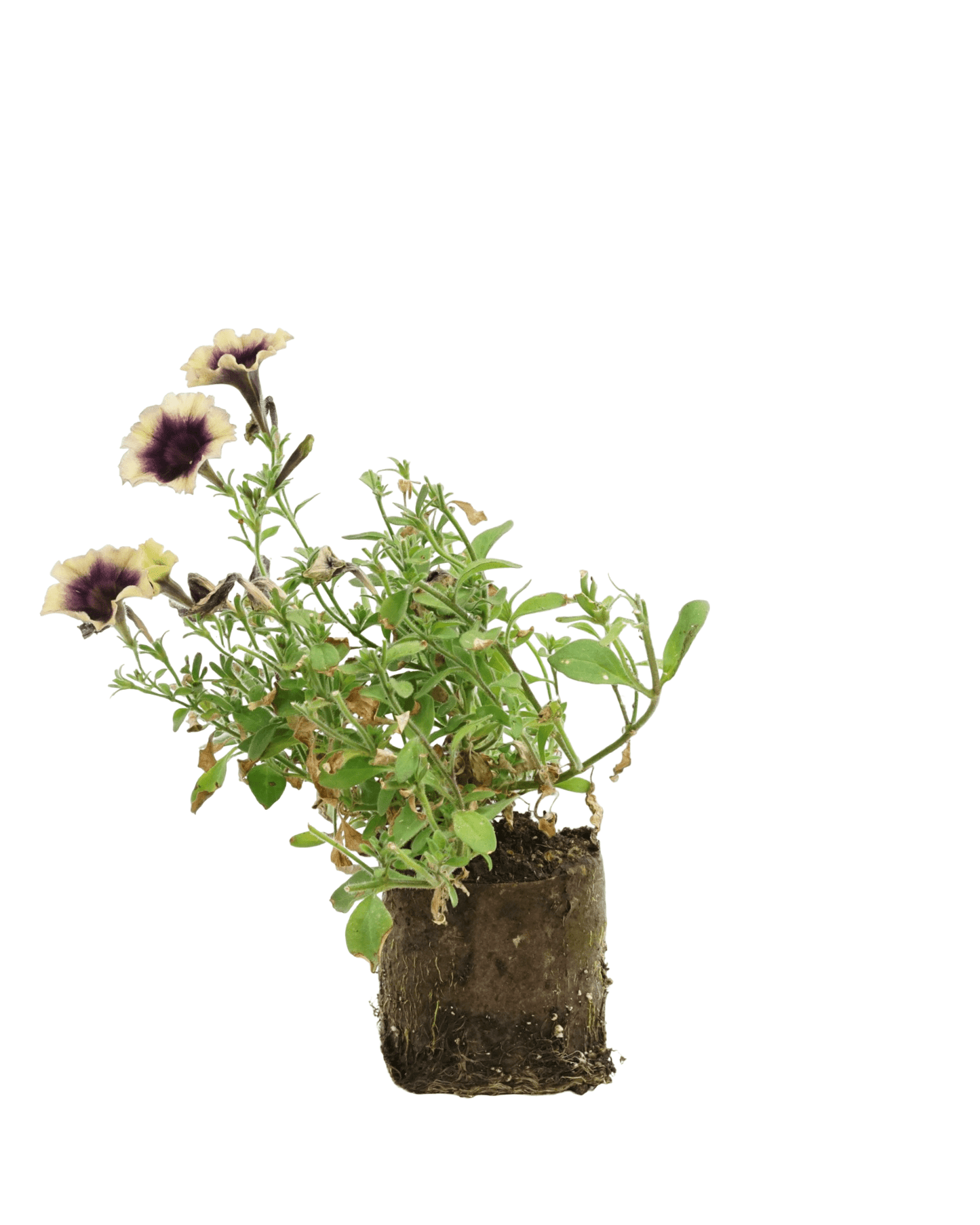 Petunia 'Surfinia Heavenly Blackberries & Cream' - The Garden Corner