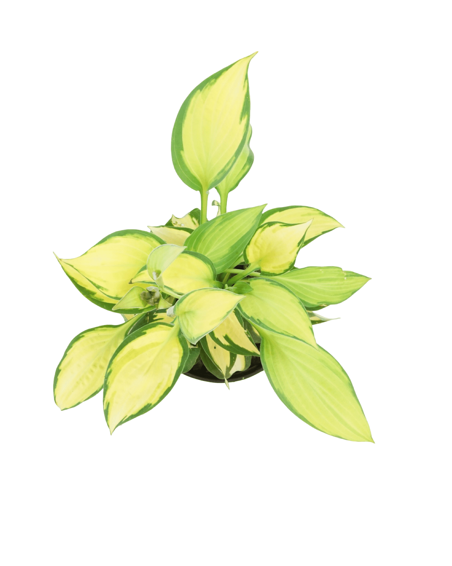 Hosta 'Orange Marmalade' - The Garden Corner