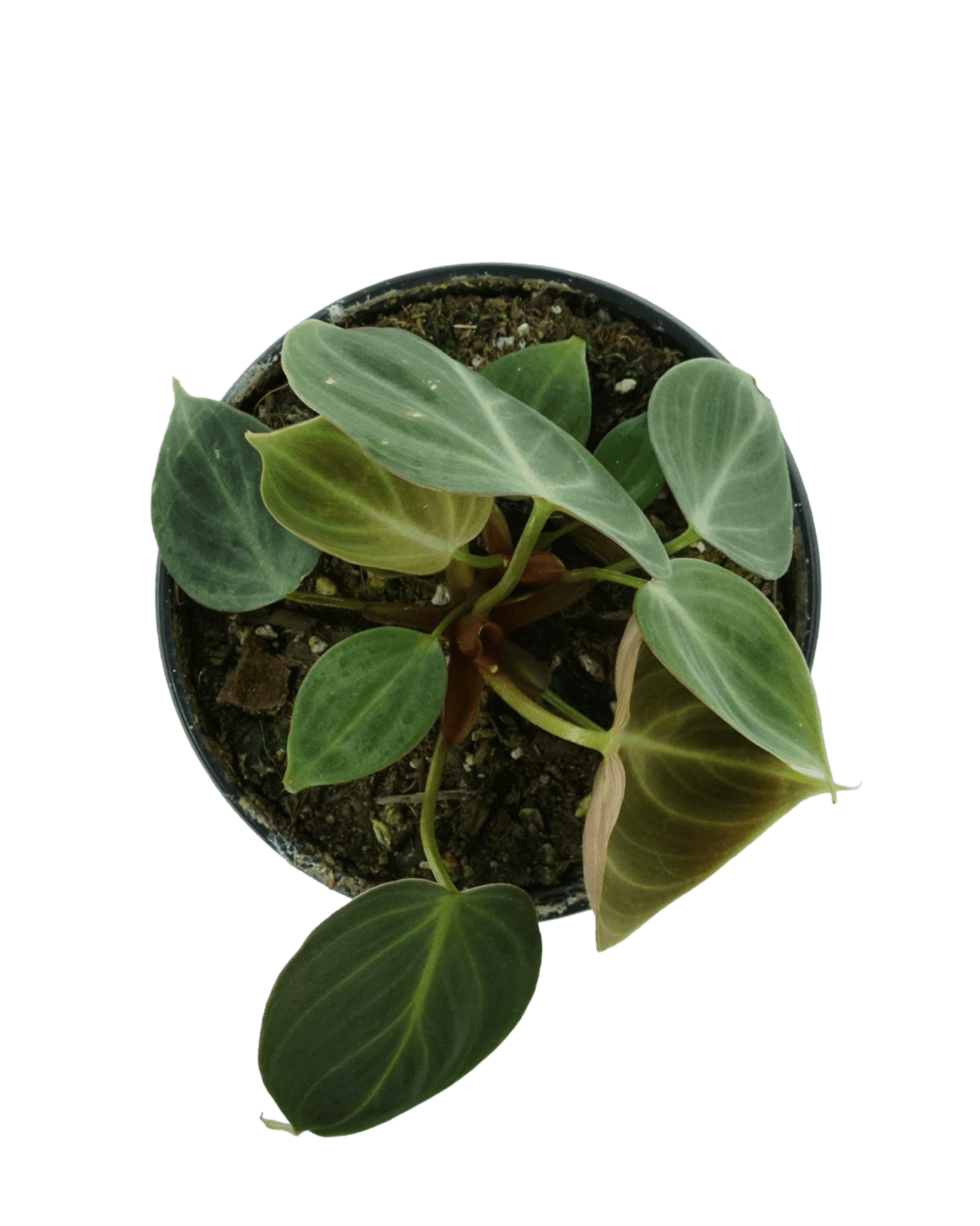 Philodendron El Choco Red - The Garden Corner