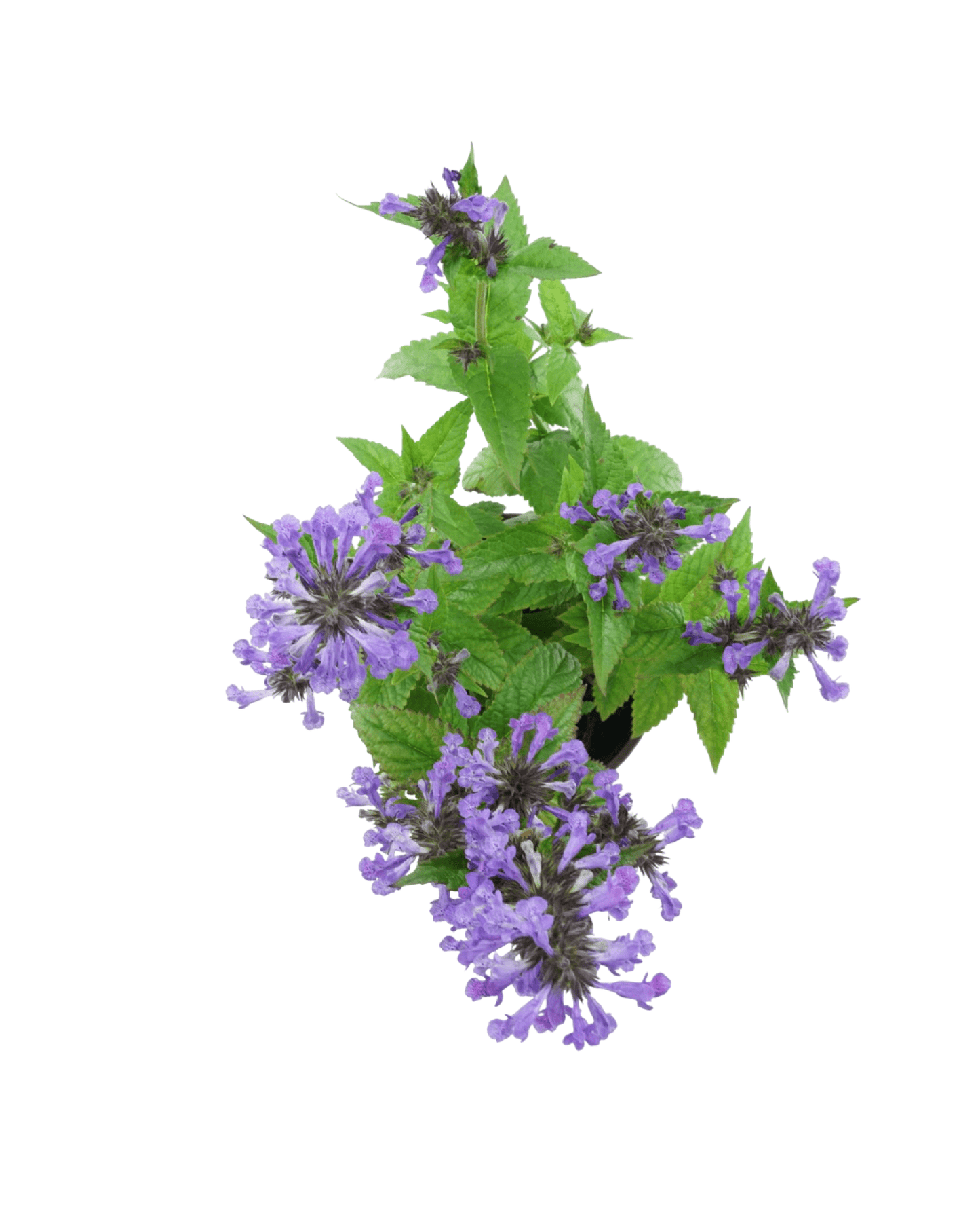 Nepeta kubanica 'Neptune' - The Garden Corner