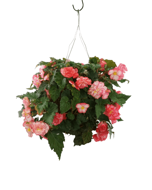 Moss Basket Nonstop Begonia - The Garden Corner