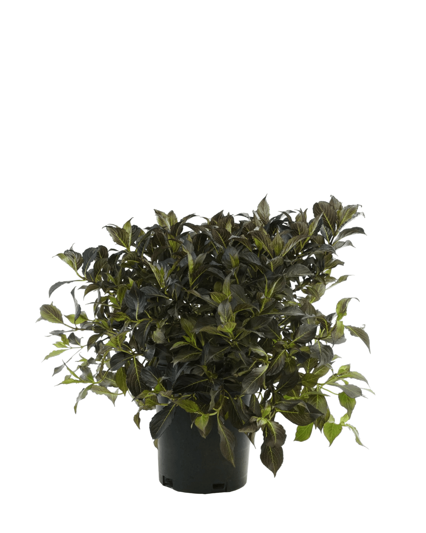 Weigela florida 'Dark Horse' - The Garden Corner