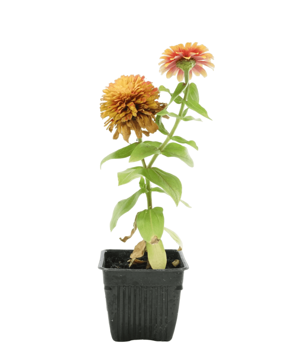 Zinnia 'Swizzle' Mix - Annuals