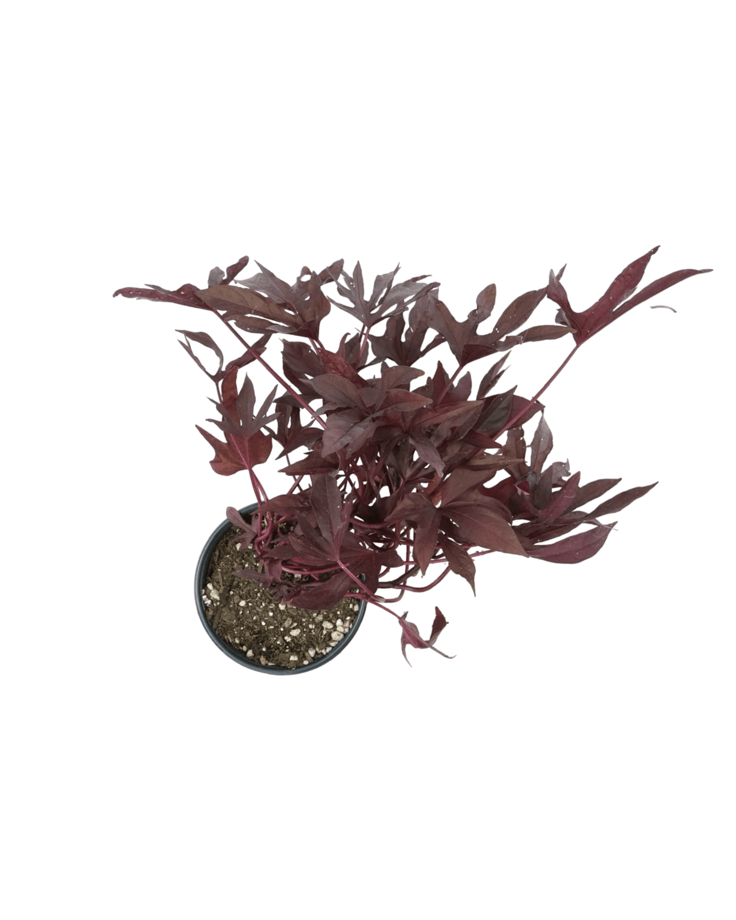 Ipomoea 'Sweet Caroline Red Hawk' - The Garden Corner