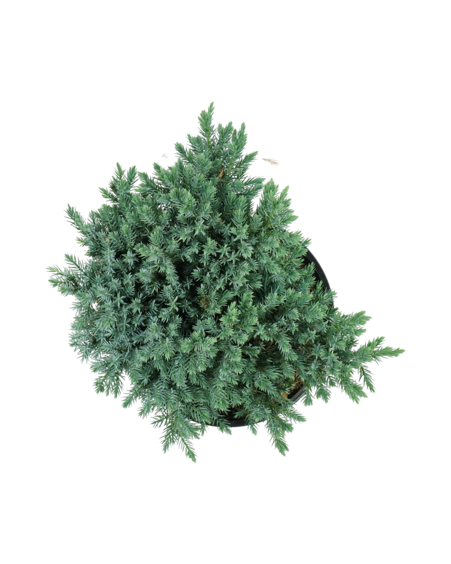Juniperus squamata 'Blue Star'