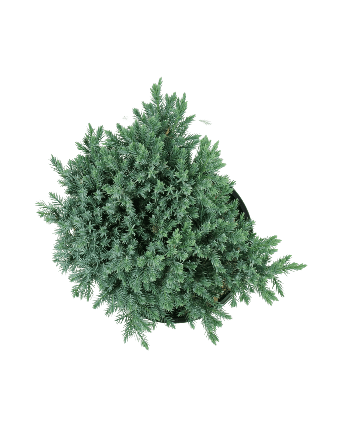 Juniperus squamata 'Blue Star' - Shrubs