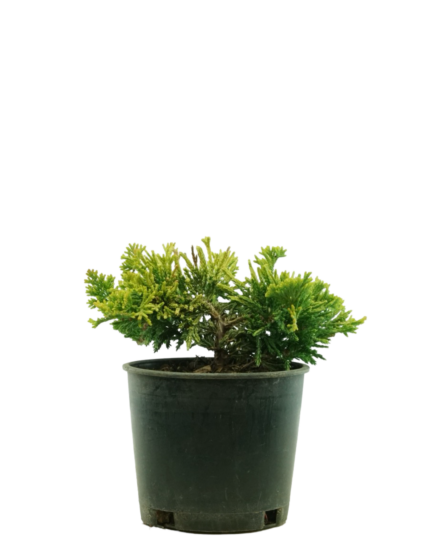 Juniperus horizontalis 'Mother Lode'