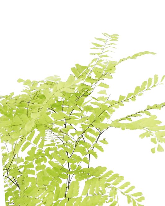 Adiantum pedatum - The Garden Corner