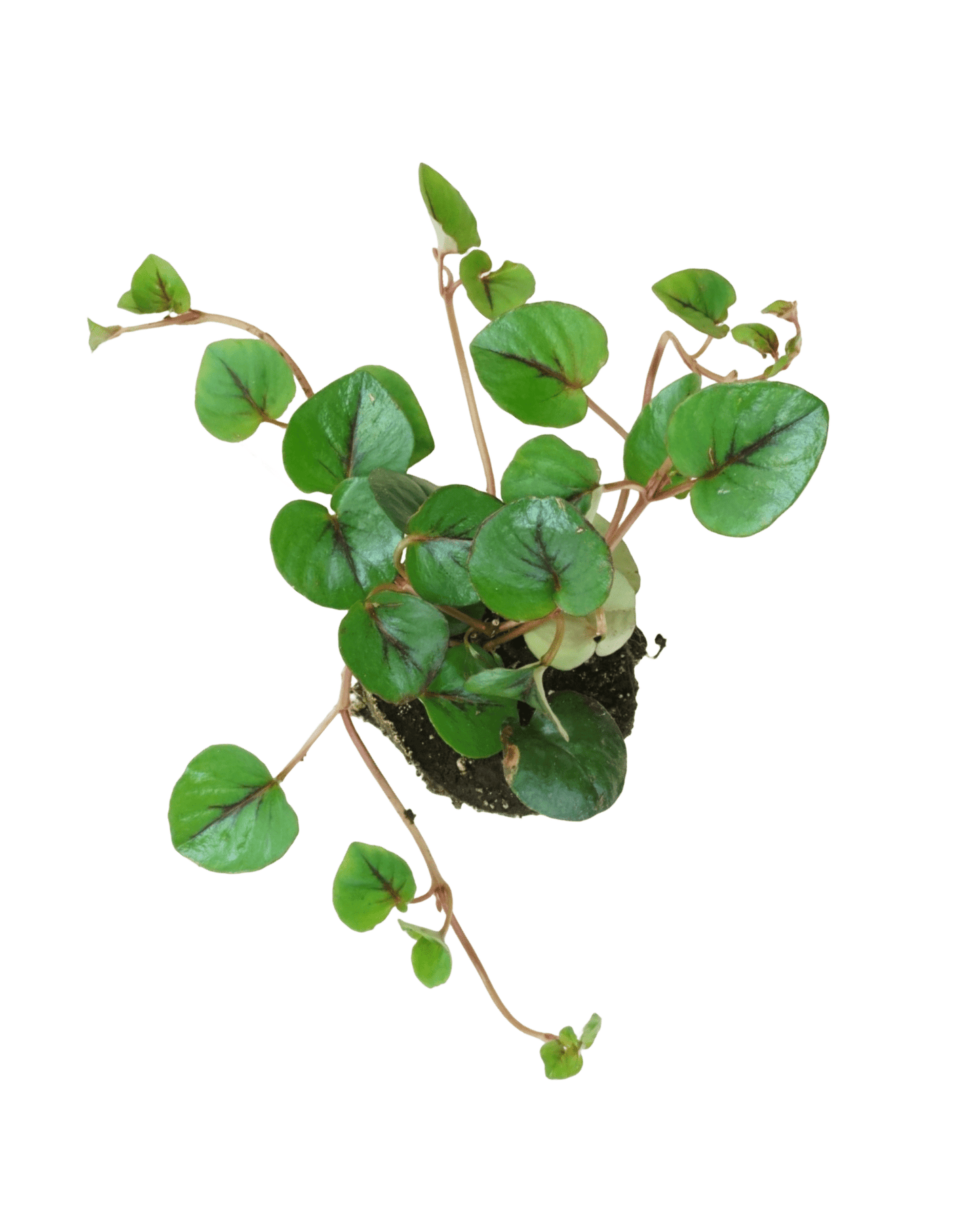 Lysimachia 'Sunburst' - The Garden Corner