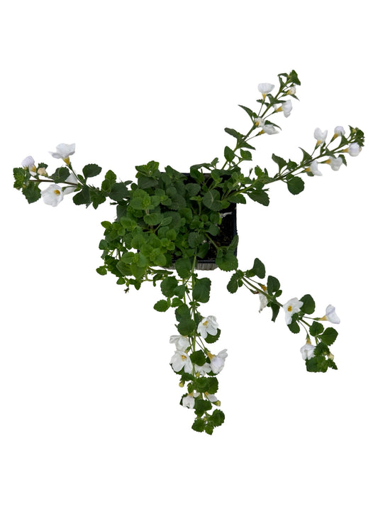 Bacopa Big Falls™ White - Annuals