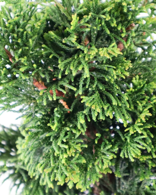 Chamaecyparis obtusa Iseli® 'Green' - Trees