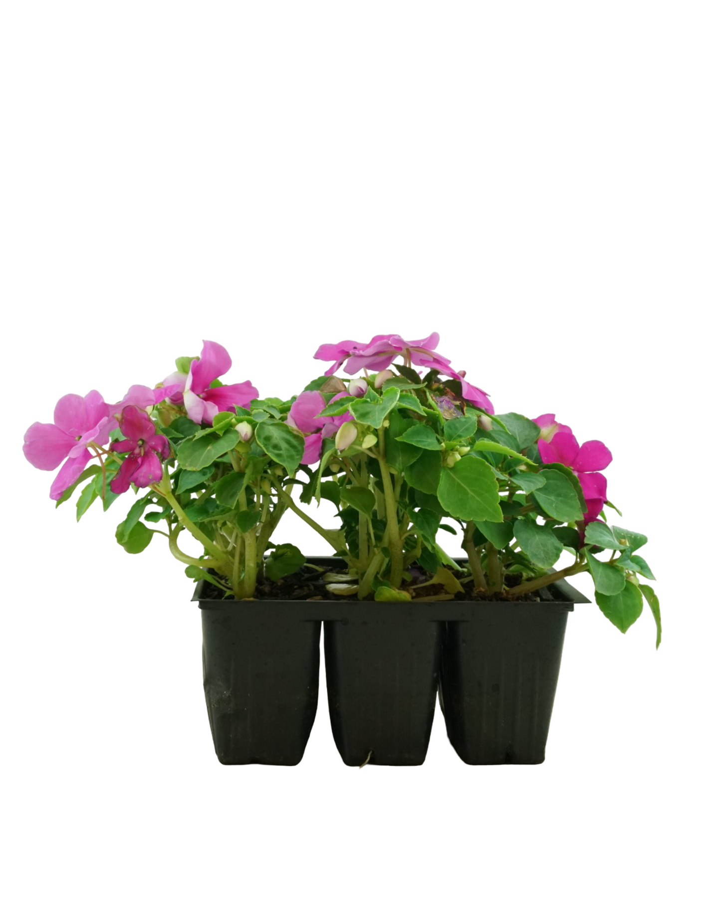 Impatiens 'Beacon Chicago Mix'