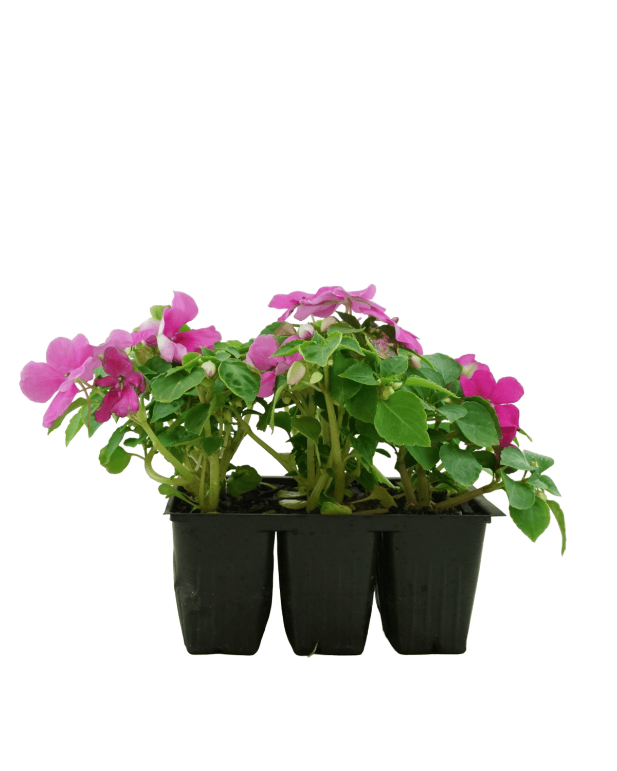 Impatiens 'Beacon Chicago Mix' - Annuals