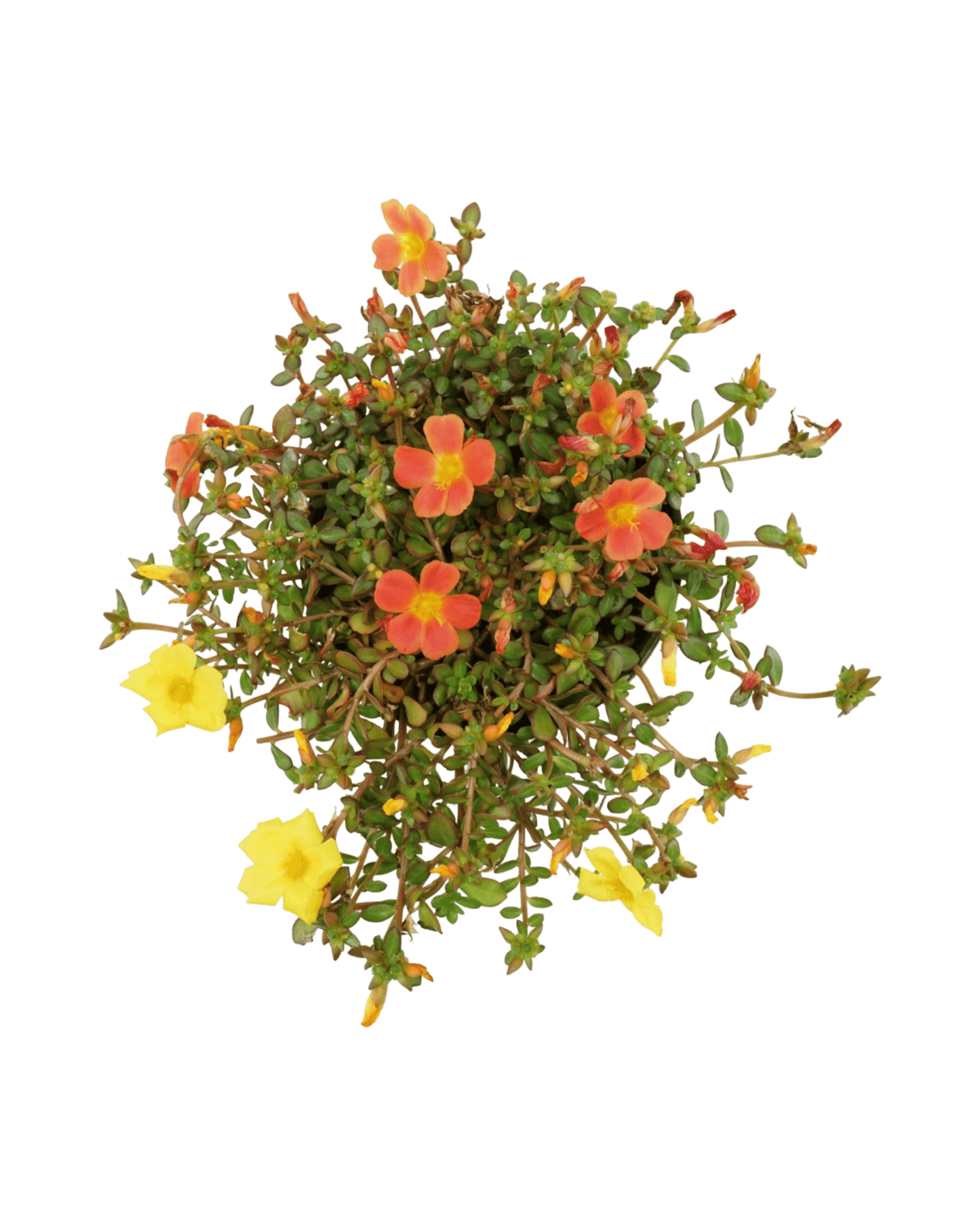Portulaca 'Confetti Garden Cupcake Party' - The Garden Corner