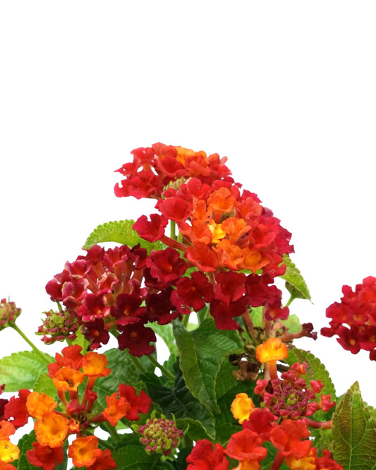 Lantana 'Bandolero Red' - Annuals