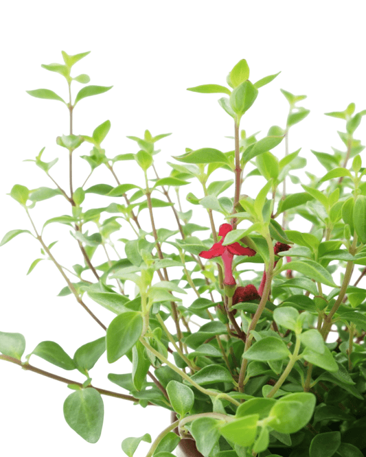 Scutellaria x 'Greg Starr' - The Garden Corner