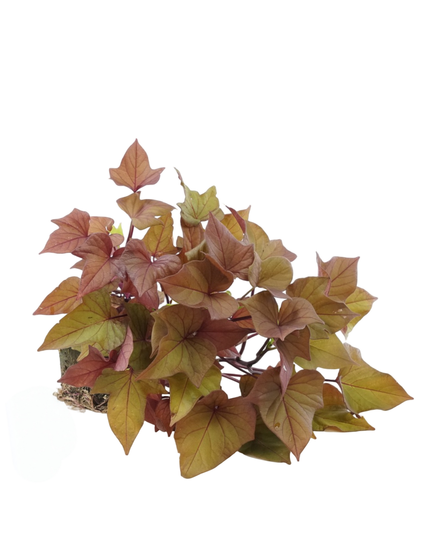Ipomoea 'Sidekick Bronze Heart'