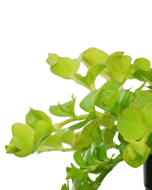 Lysimachia 'Aurea' - The Garden Corner