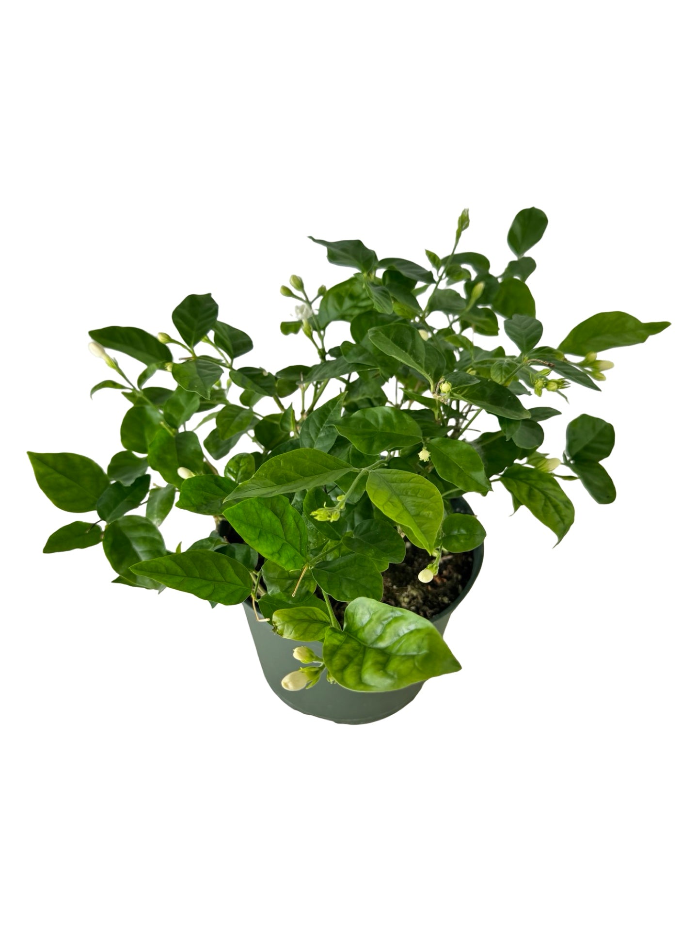 Jasminum sambac – The Garden Corner