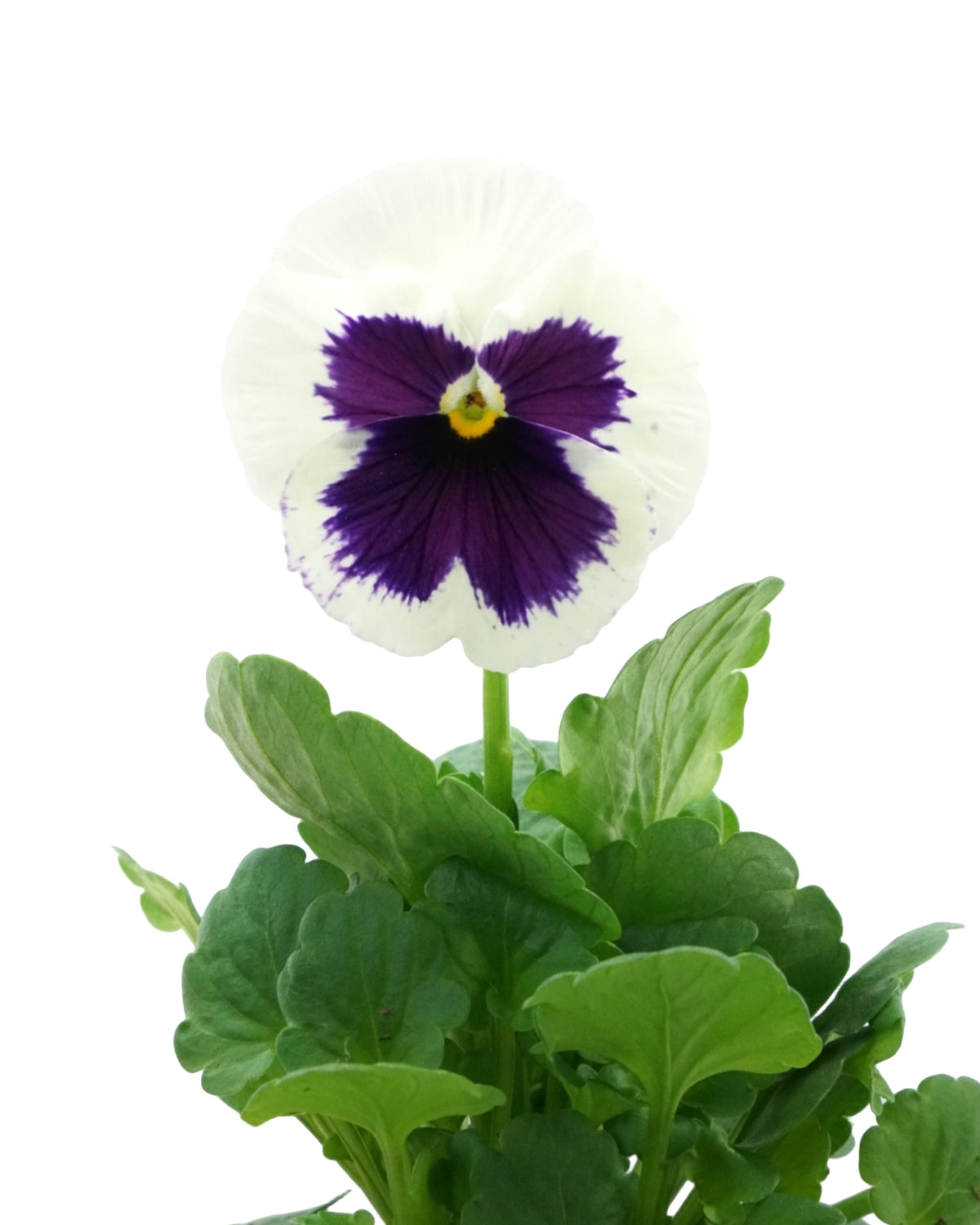 Pansy - Seasonal Plant