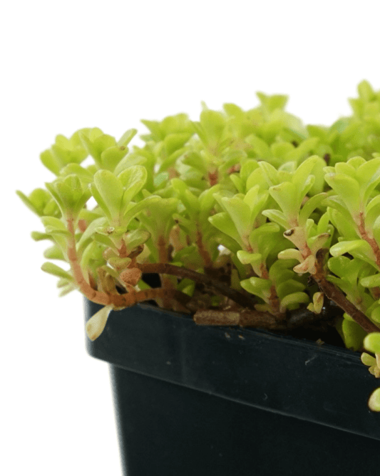 Sedum makinoi 'Ogon' - The Garden Corner
