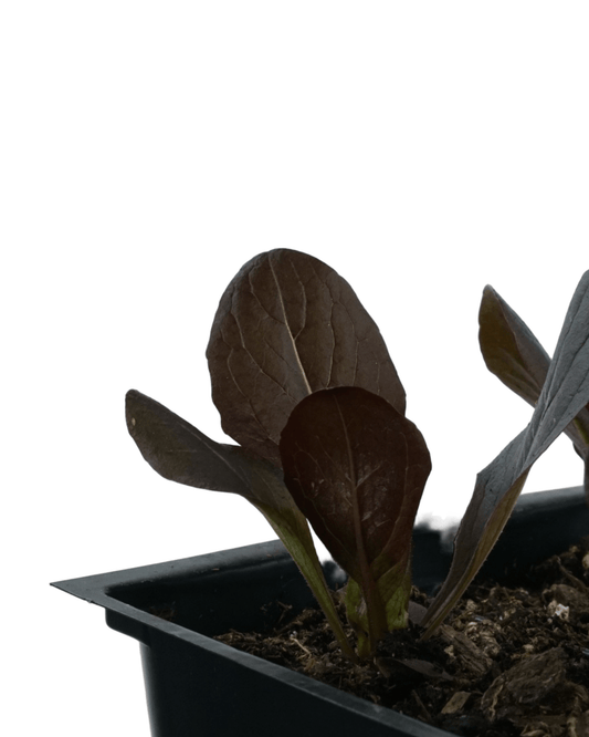 Lettuce 'Red Romaine' - The Garden Corner