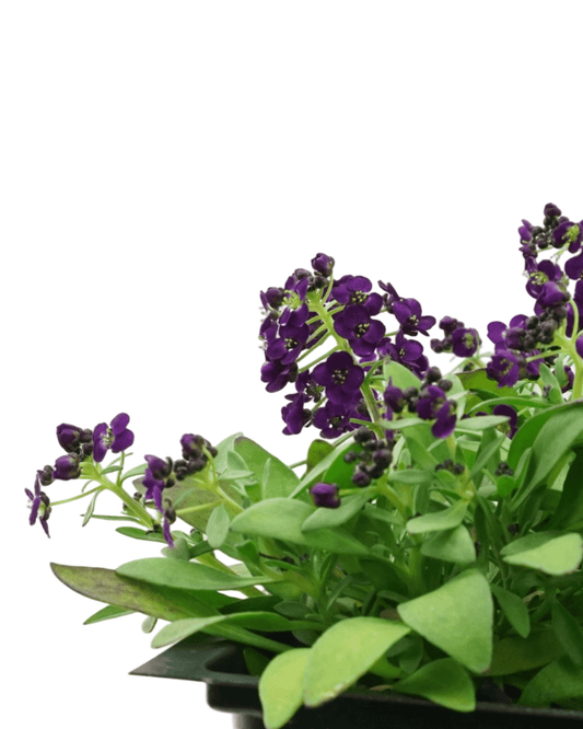 Alyssum 'Easter Bonnet Violet' - The Garden Corner
