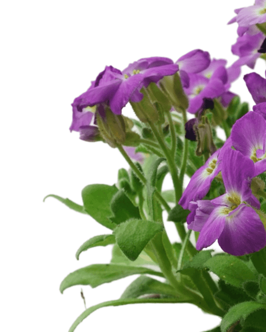 Aubrieta hybrida 'Axcent Lilac' - The Garden Corner