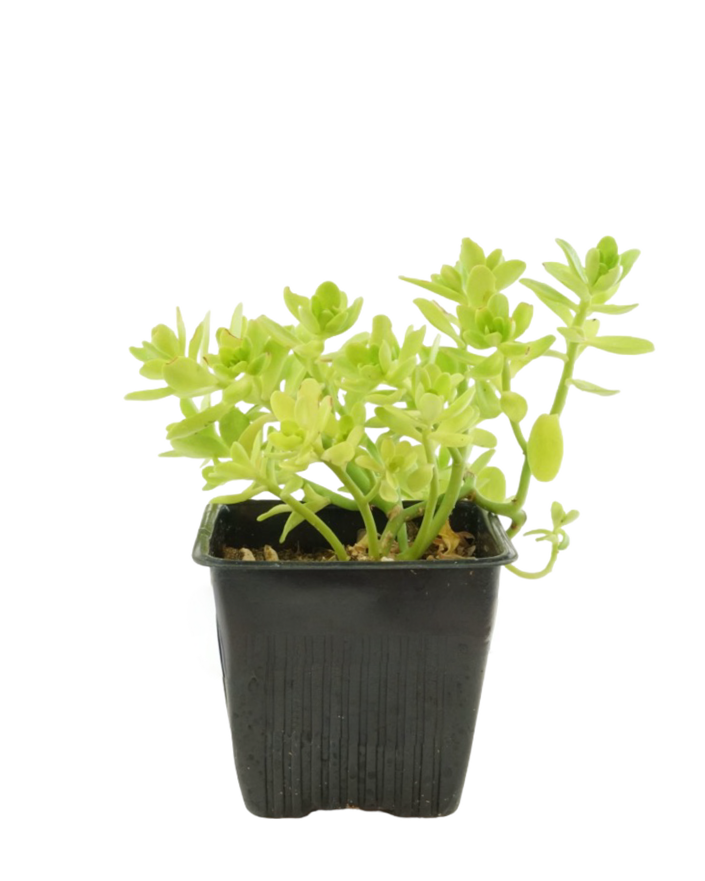 Sedum confusum
