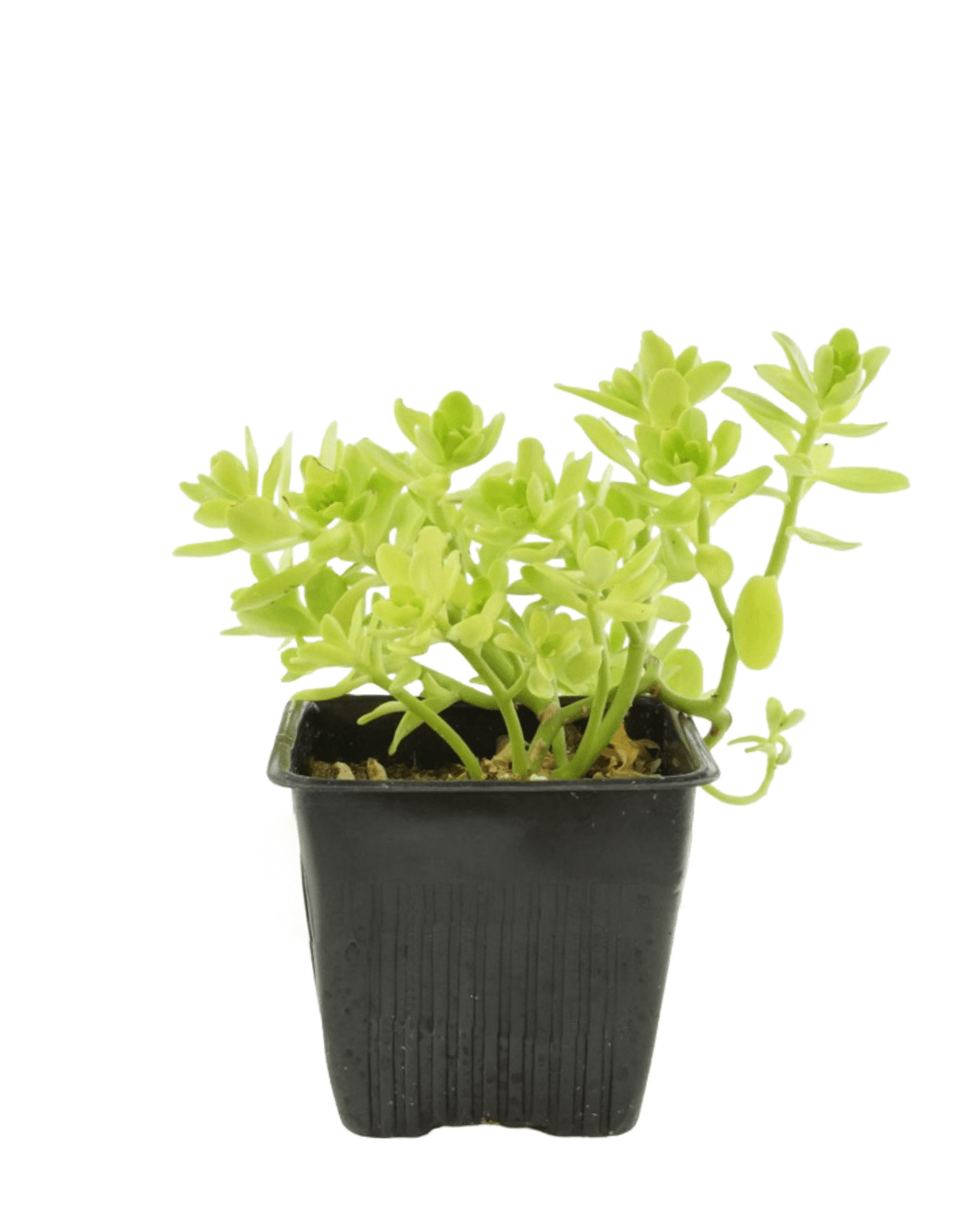 Sedum confusum - Groundcovers
