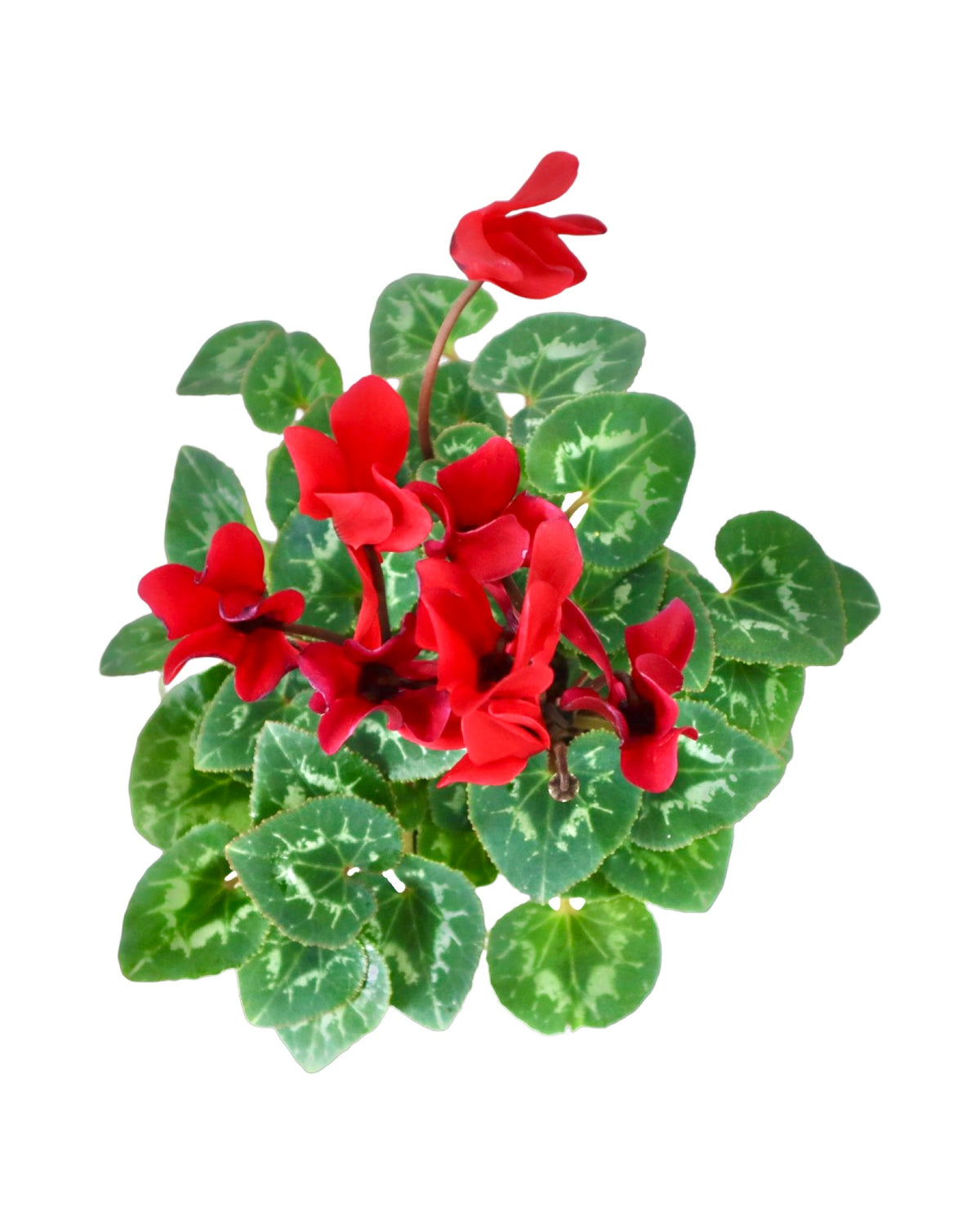 Cyclamen 'SuperSerie Allure Red' - House Plants