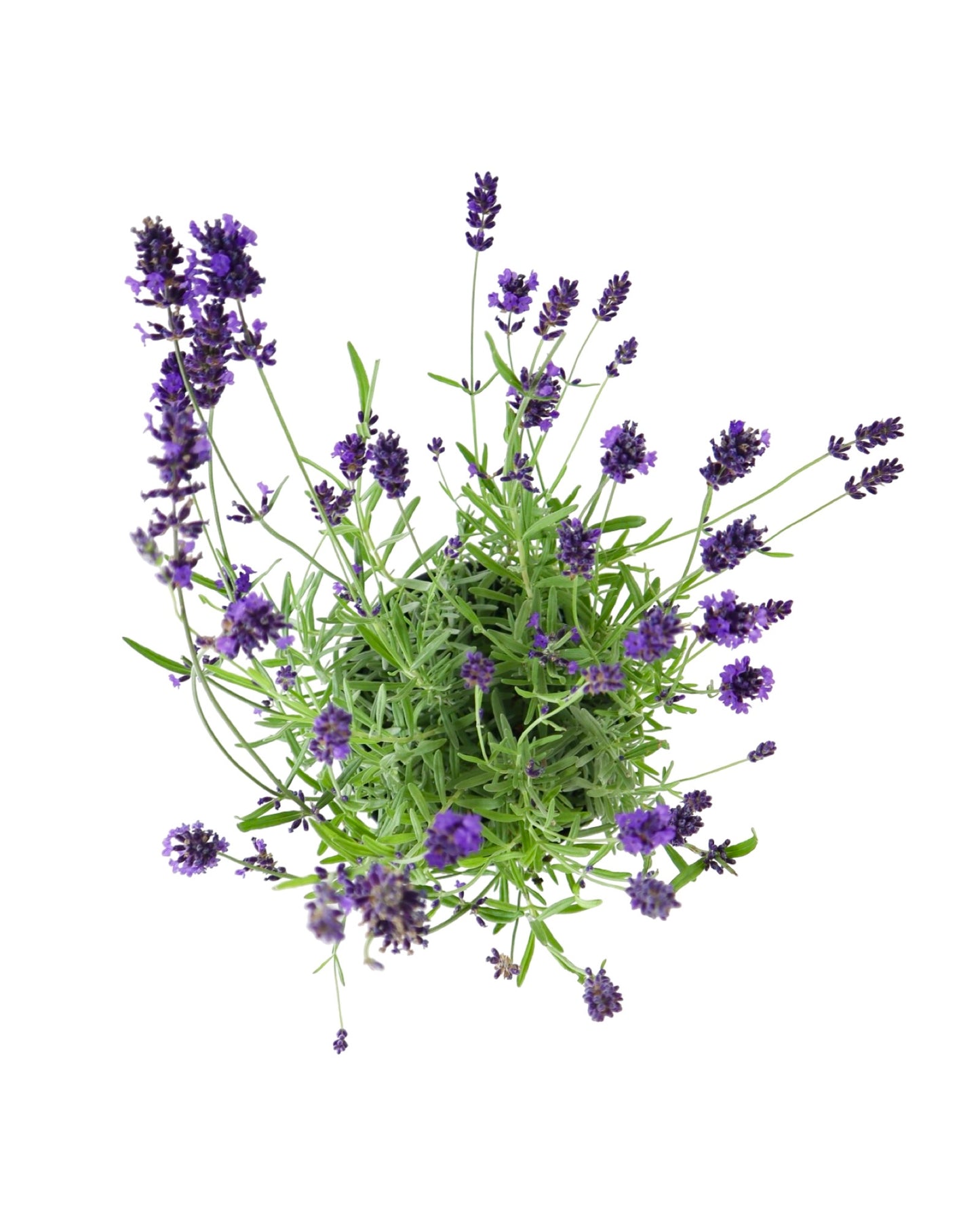 Lavandula 'Big Time Blue' - Herbs and Vegetables
