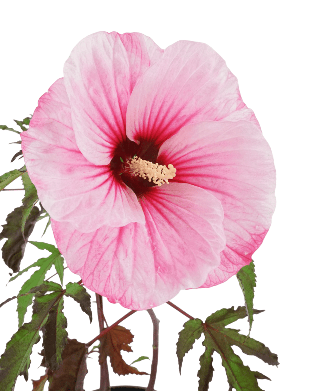 Hibiscus Carousel® 'Pink Passion' - Perennials