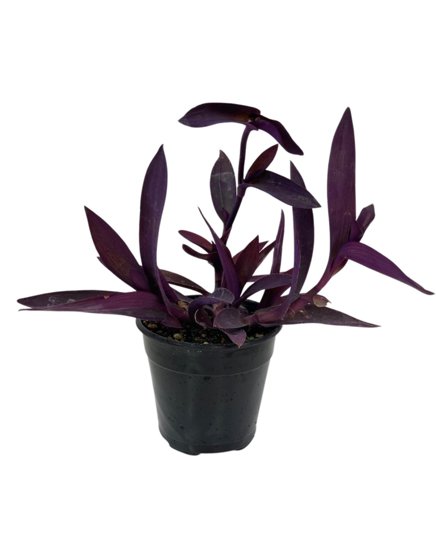 Setcreasea 'Purple Queen' - The Garden Corner