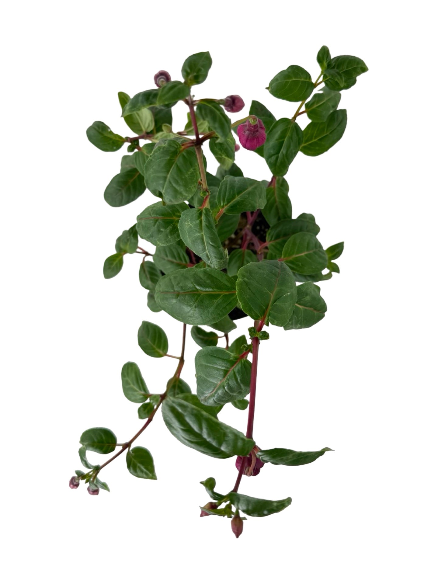 Fuchsia 'Giant Blacky' - Annuals
