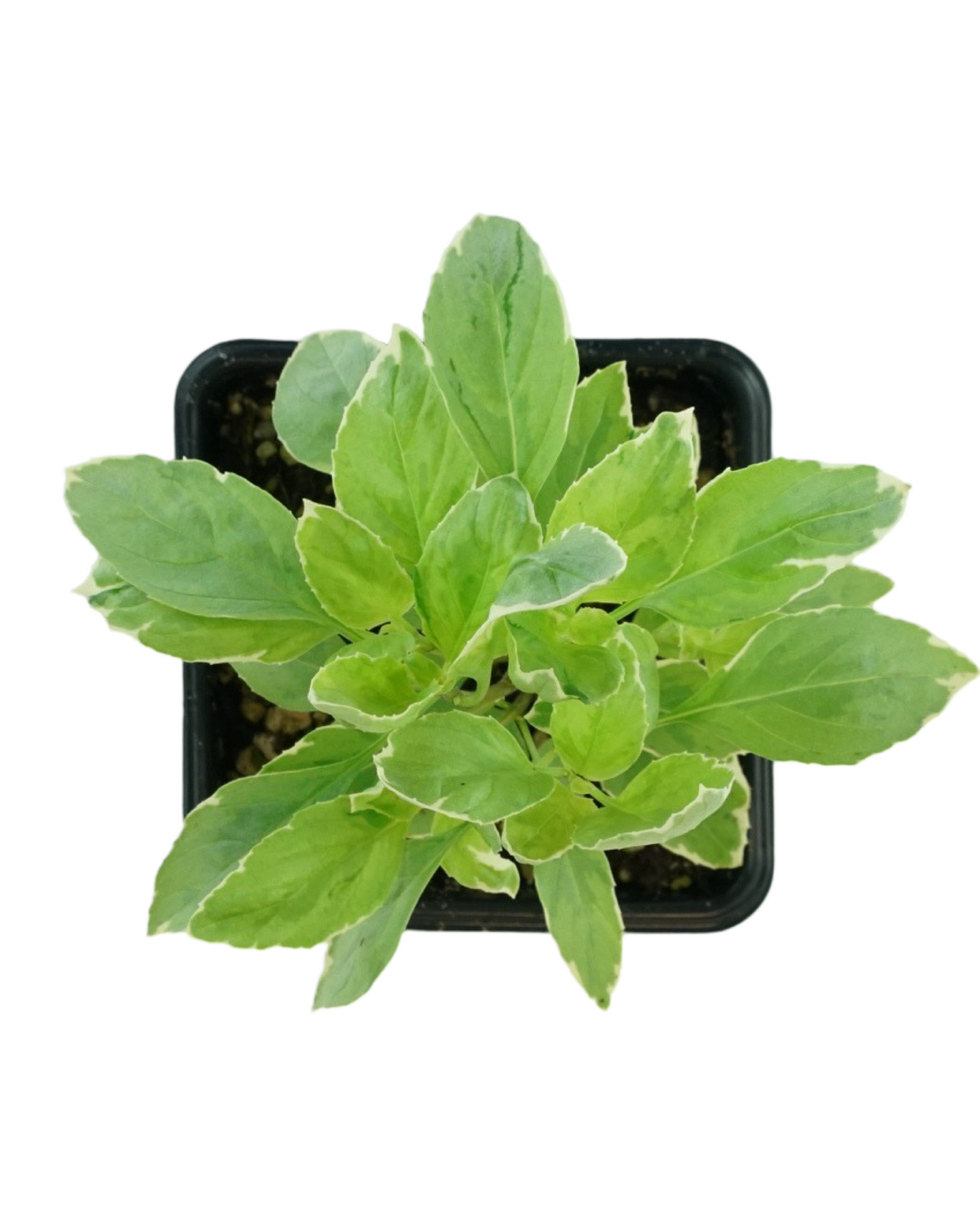 Basil ‘Pesto Perpetuo’