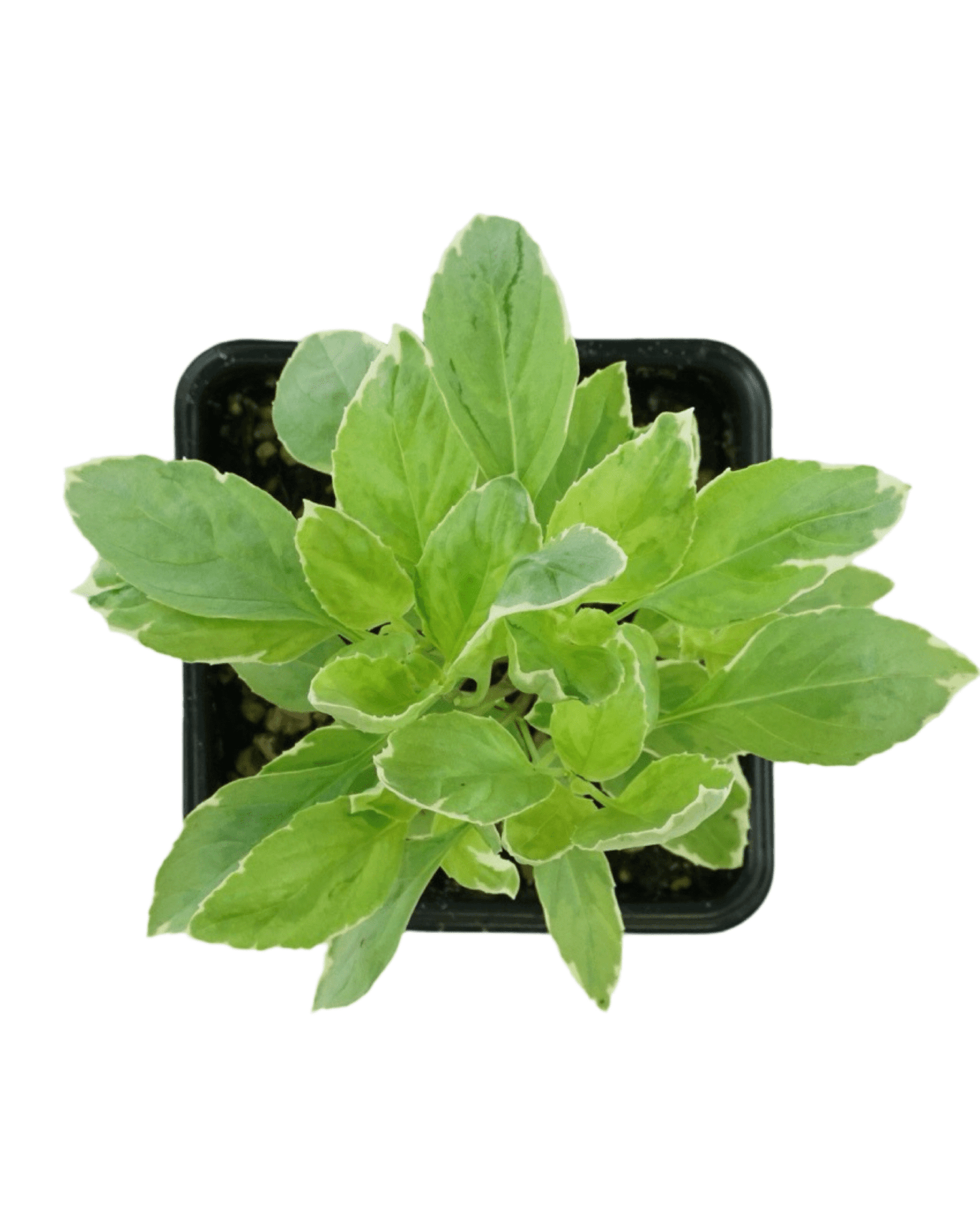 Basil ‘Pesto Perpetuo’ - The Garden Corner