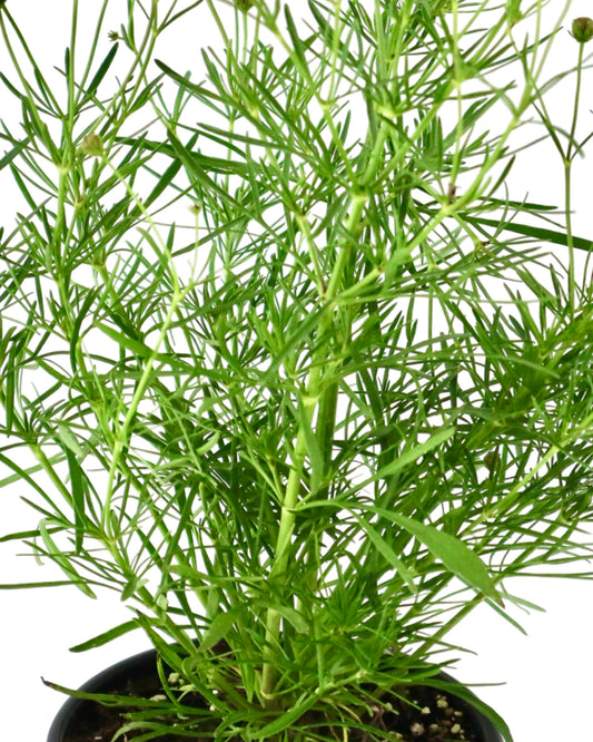 Coreopsis 'Bengal Tiger' - Perennials